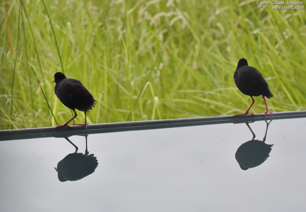 Black Crake