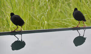 Black Crake