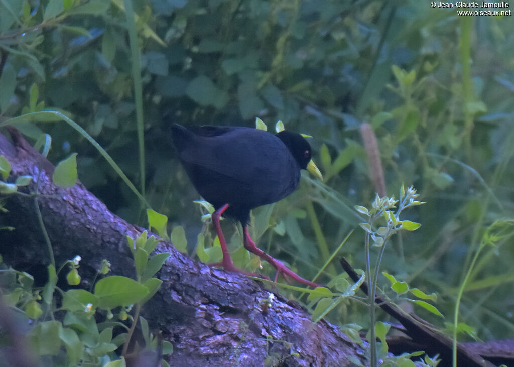 Black Crake