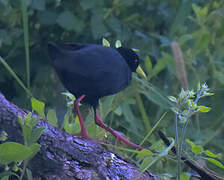 Black Crake