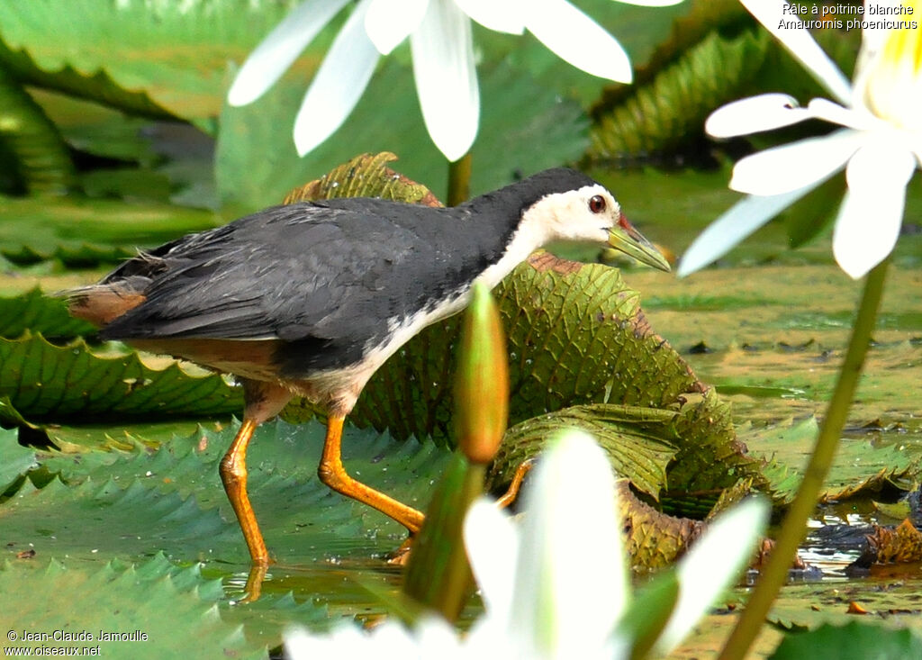 White-breasted Waterhen, Behaviour