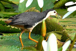 White-breasted Waterhen