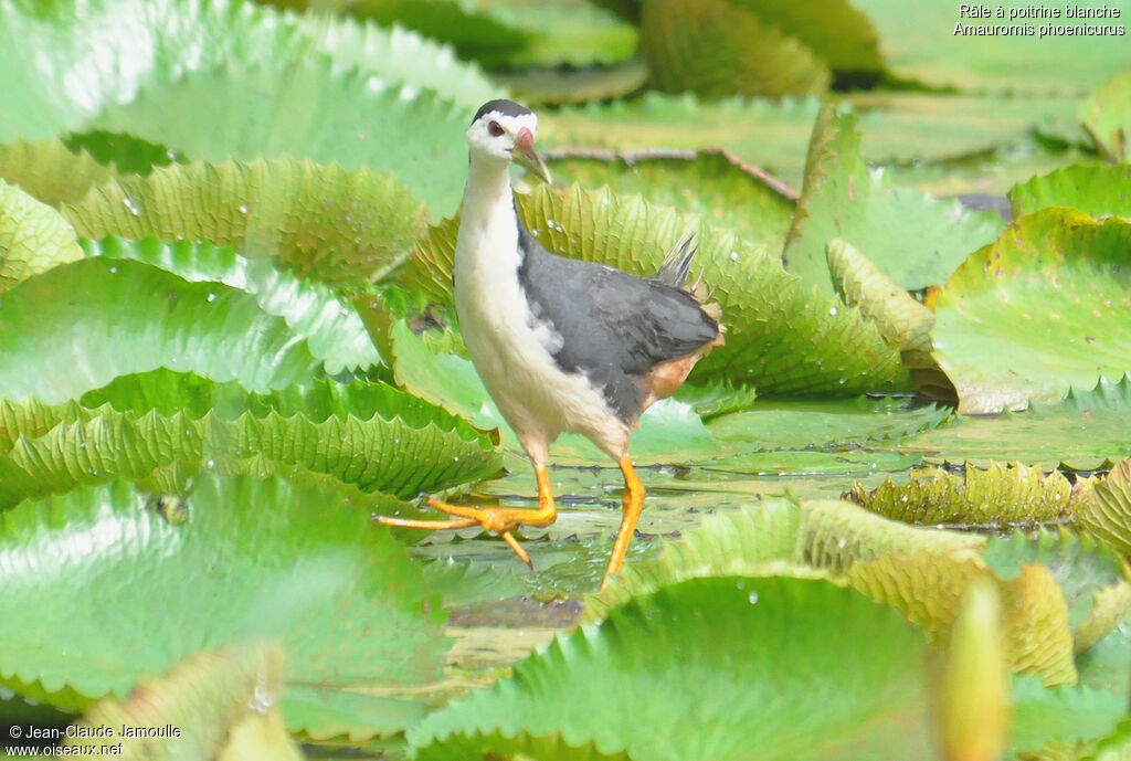 White-breasted Waterhenadult, Behaviour