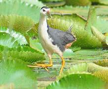 White-breasted Waterhen