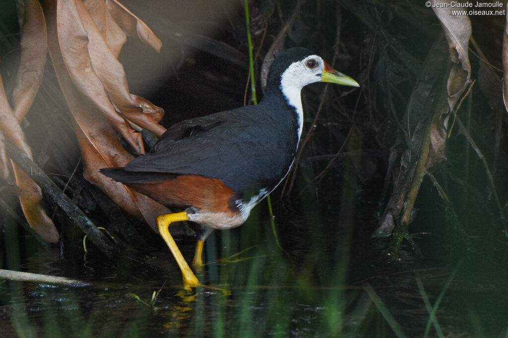 White-breasted Waterhen