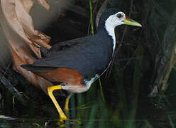 White-breasted Waterhen