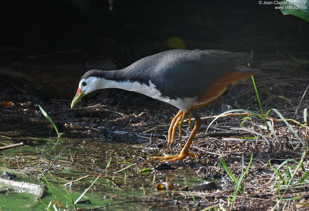 White-breasted Waterhen