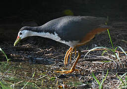 White-breasted Waterhen