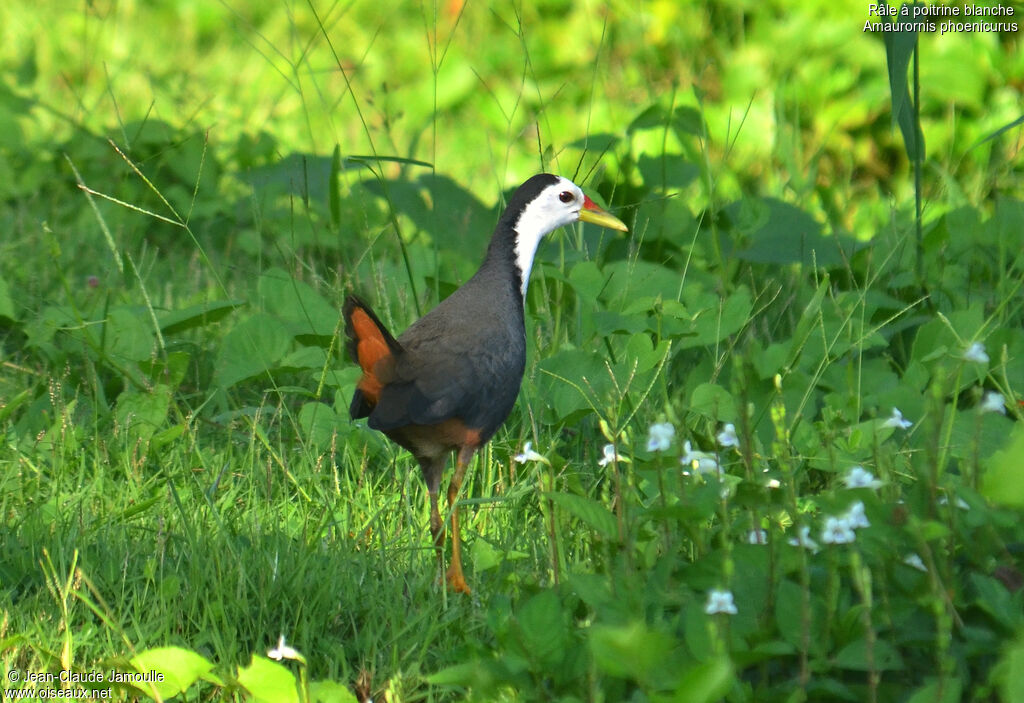 White-breasted Waterhen, Behaviour