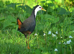 White-breasted Waterhen