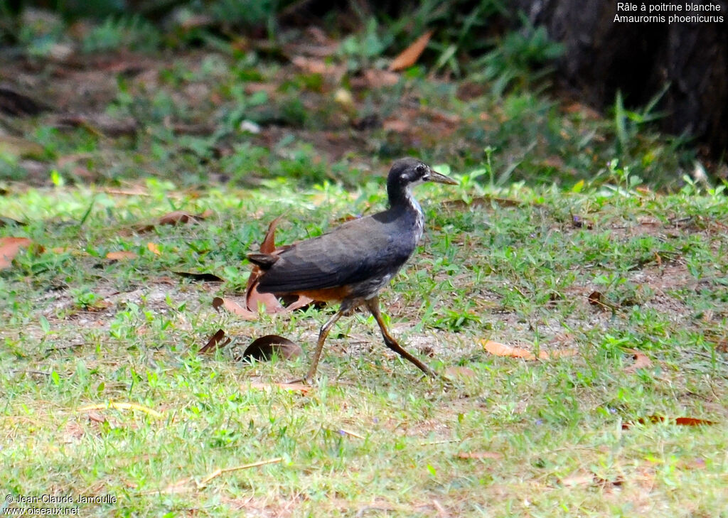 White-breasted Waterhenjuvenile, Behaviour