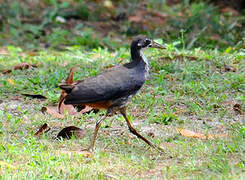 White-breasted Waterhen