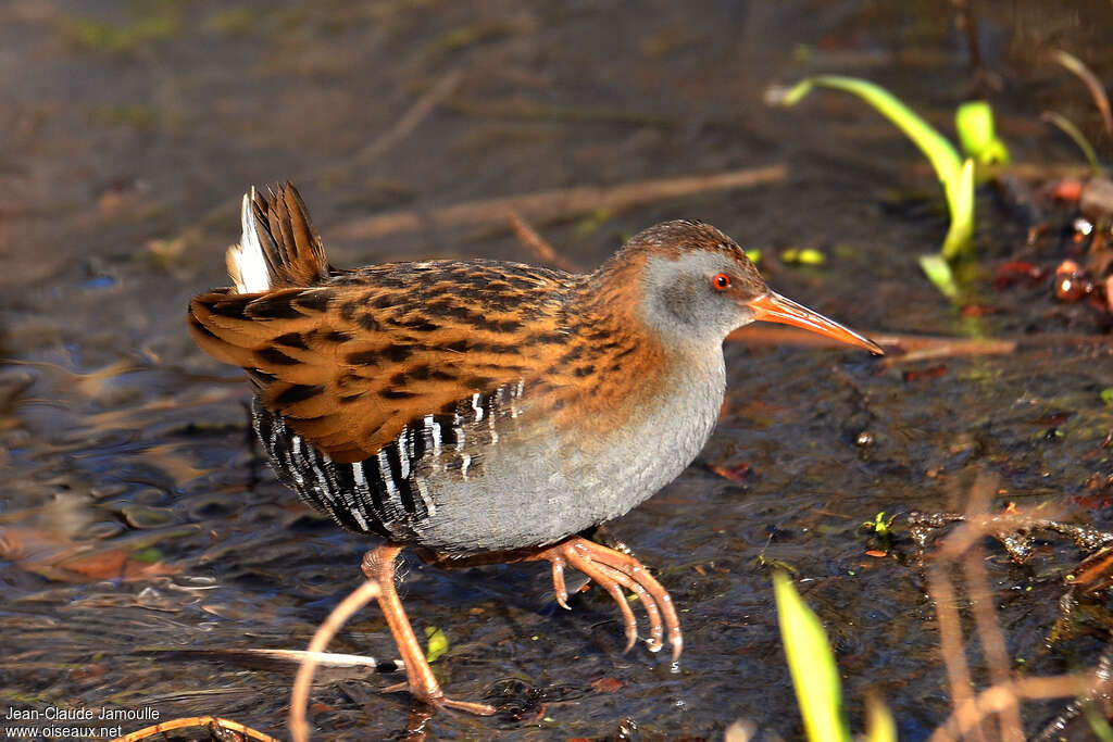 Water Railadult breeding, identification