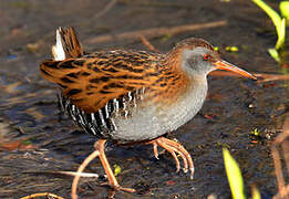 Water Rail