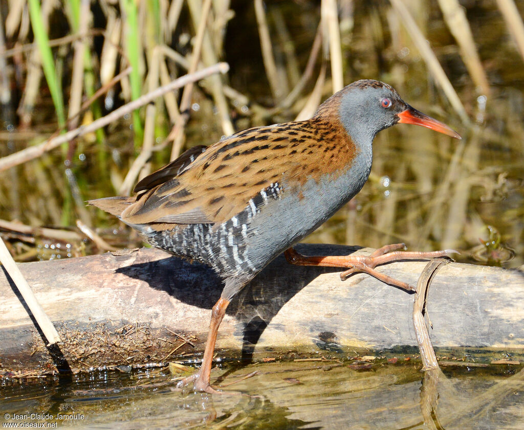 Water Rail