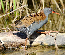 Water Rail