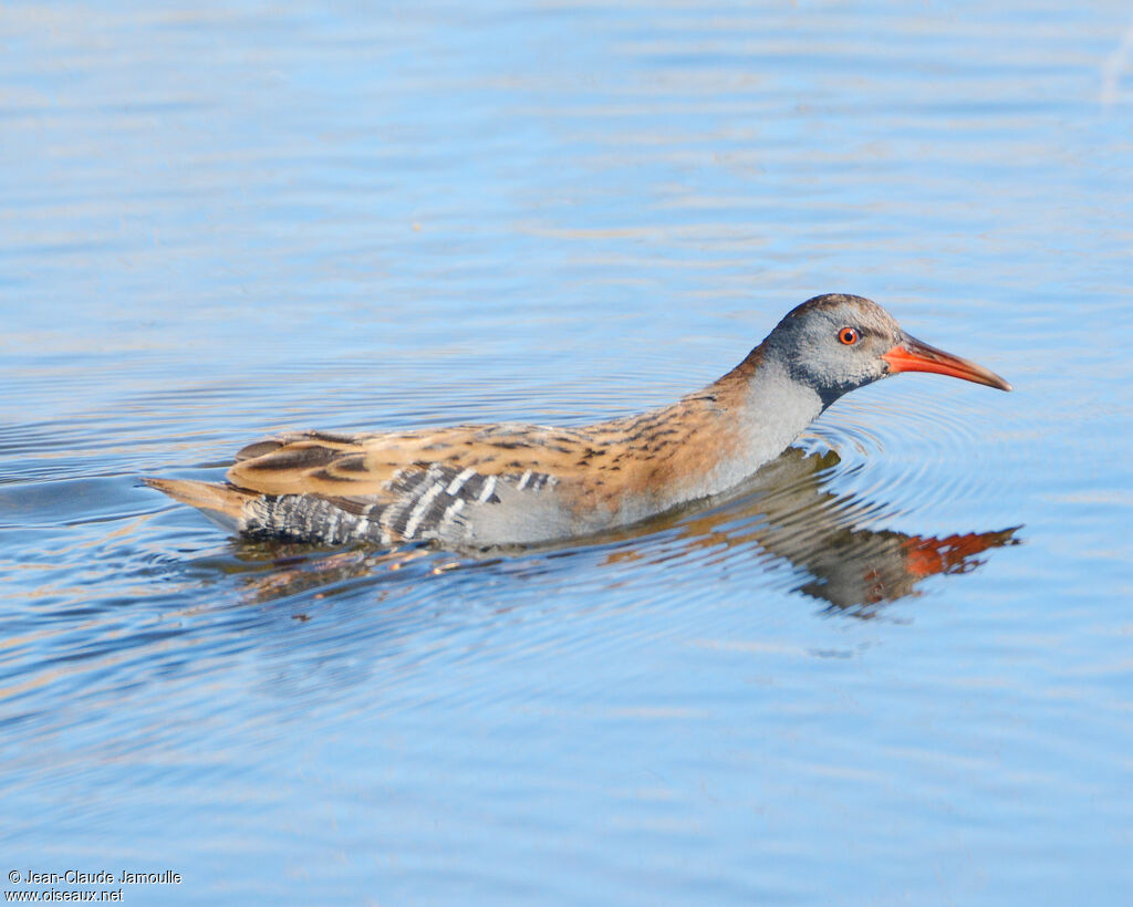 Water Rail