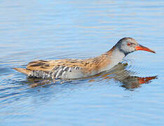 Water Rail