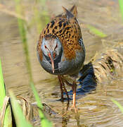 Water Rail