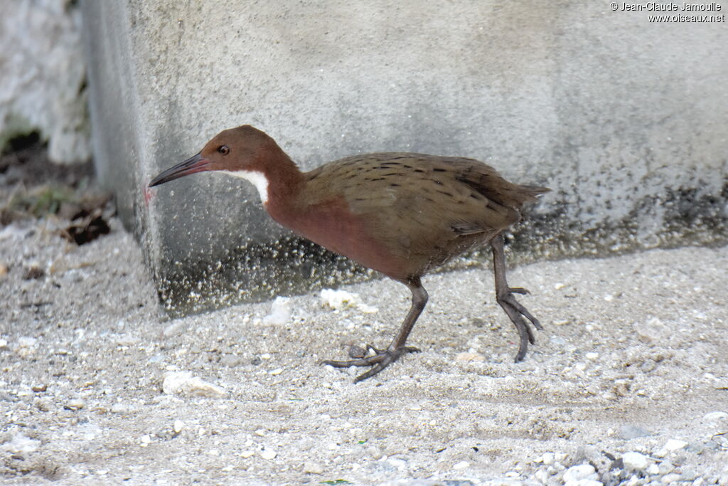 White-throated Rail