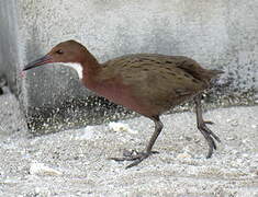 White-throated Rail