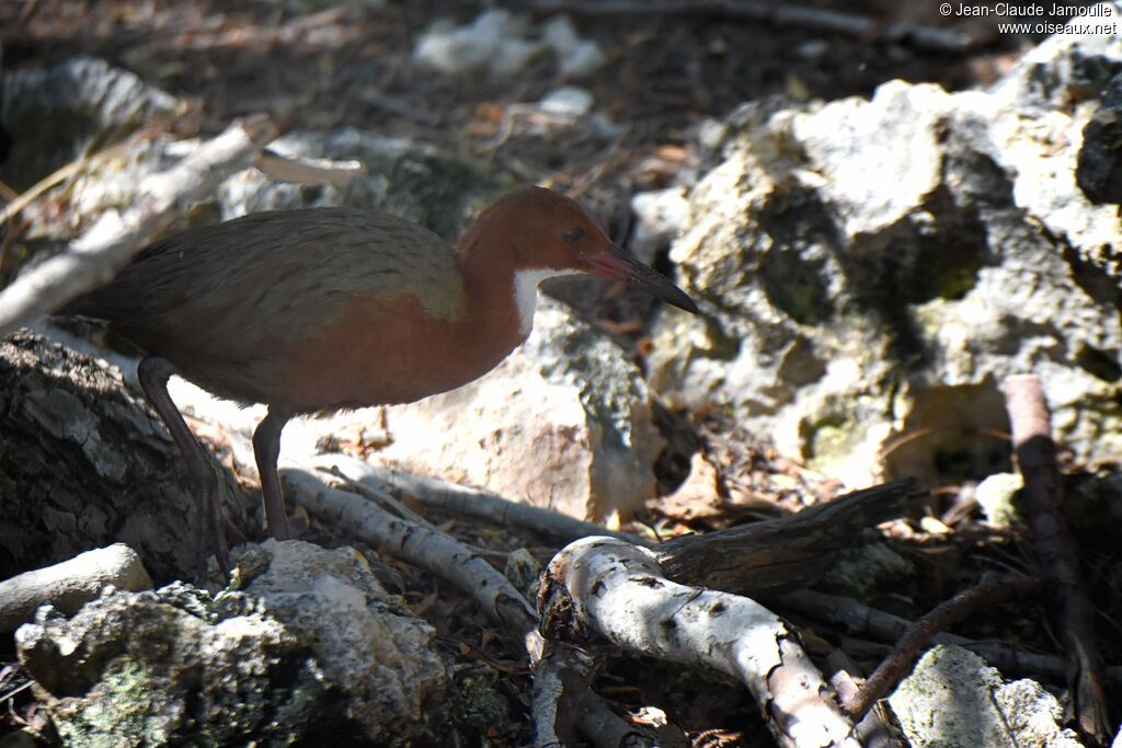 White-throated Rail