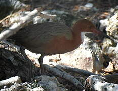 White-throated Rail