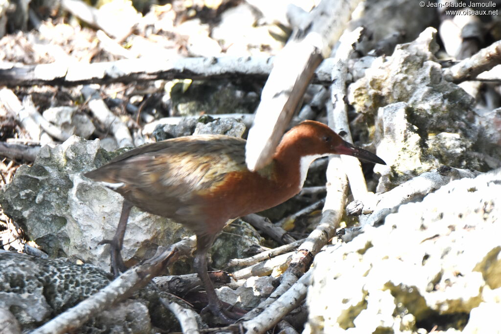 White-throated Rail