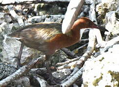 White-throated Rail