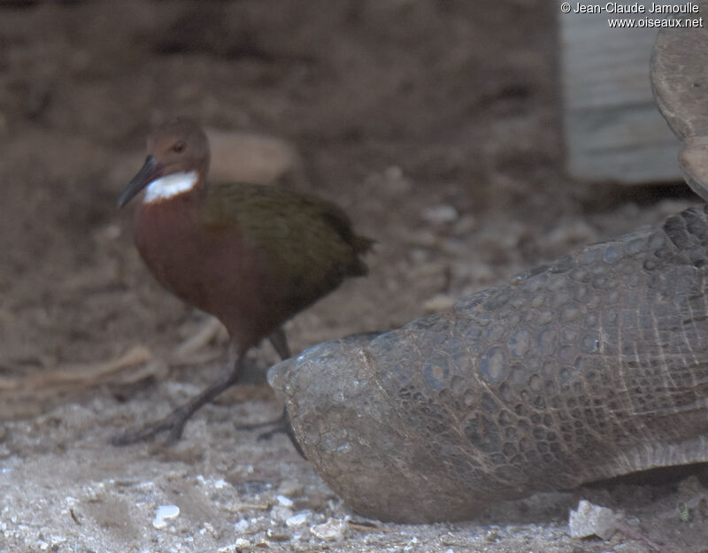 White-throated Rail