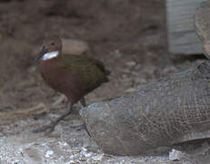 White-throated Rail