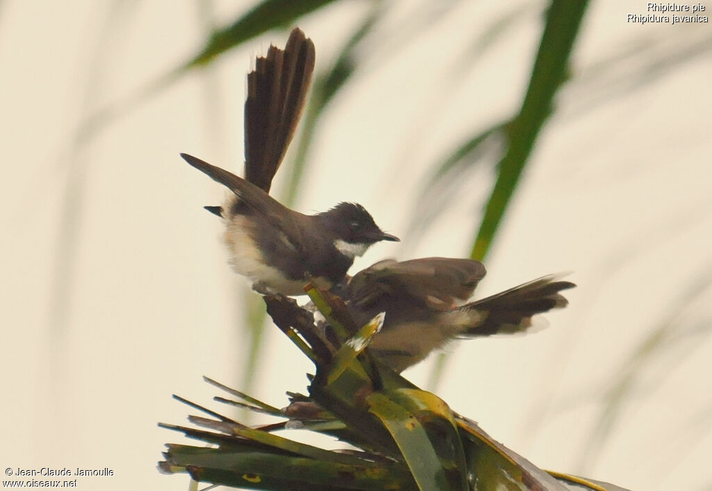 Malaysian Pied Fantail