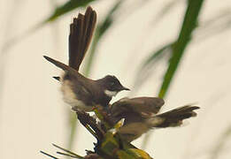 Malaysian Pied Fantail