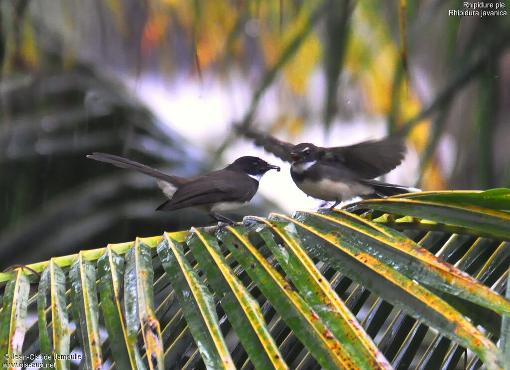 Malaysian Pied Fantail, Behaviour