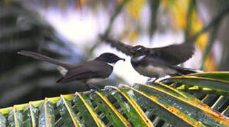 Malaysian Pied Fantail