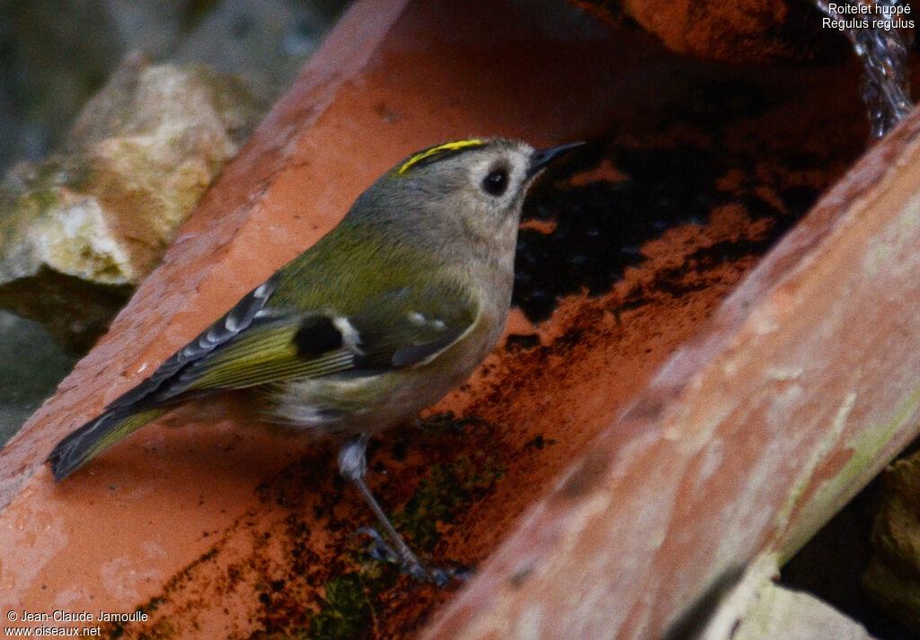 Goldcrest female adult, Behaviour