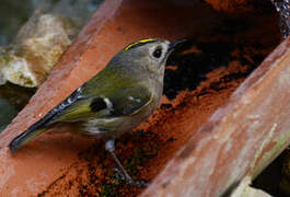 Goldcrest