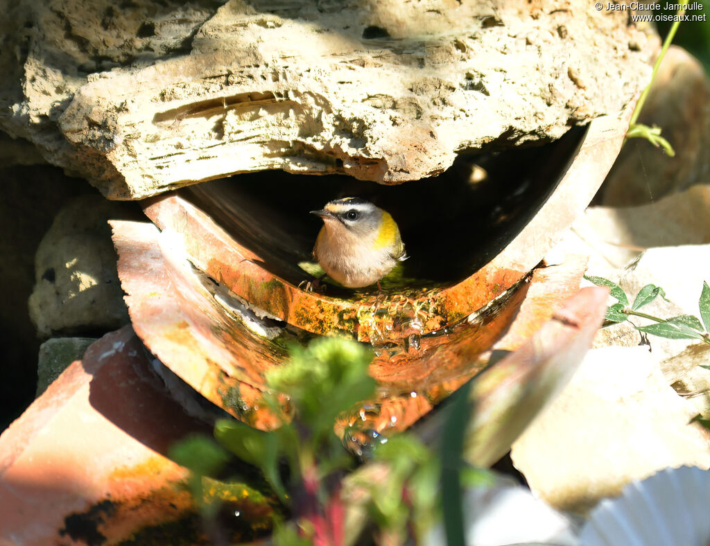 Roitelet triple-bandeau