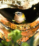 Roitelet triple-bandeau