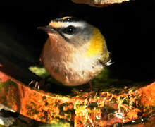 Common Firecrest