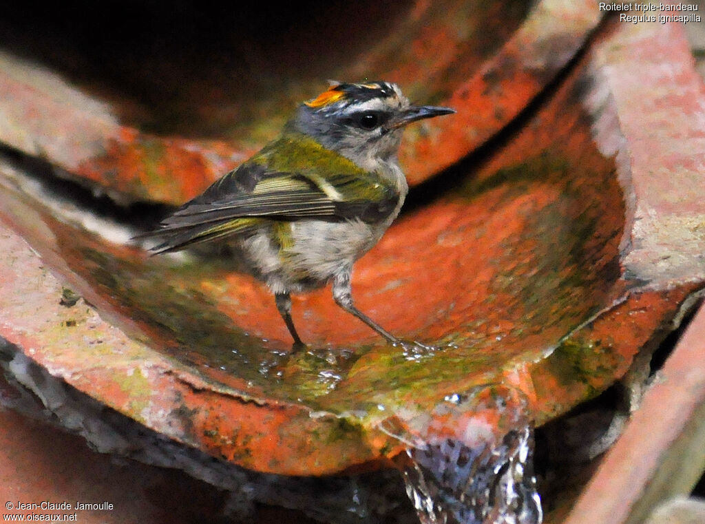 Common Firecrest, Behaviour