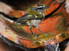 Common Firecrest