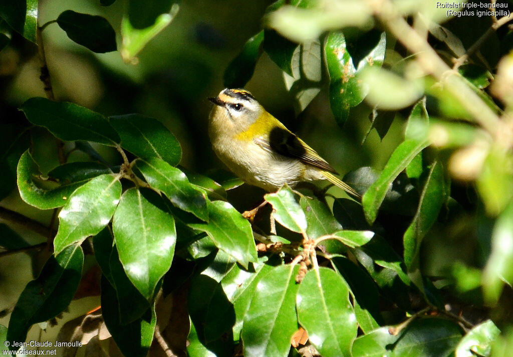 Common Firecrest