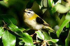 Common Firecrest