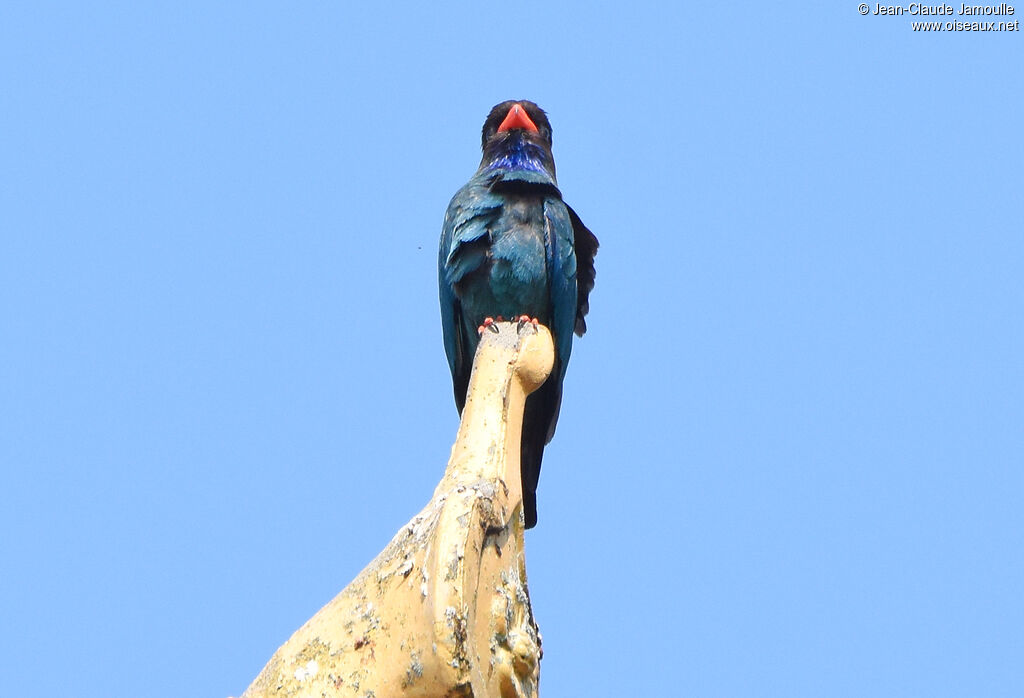 Oriental Dollarbird