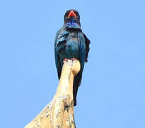 Oriental Dollarbird