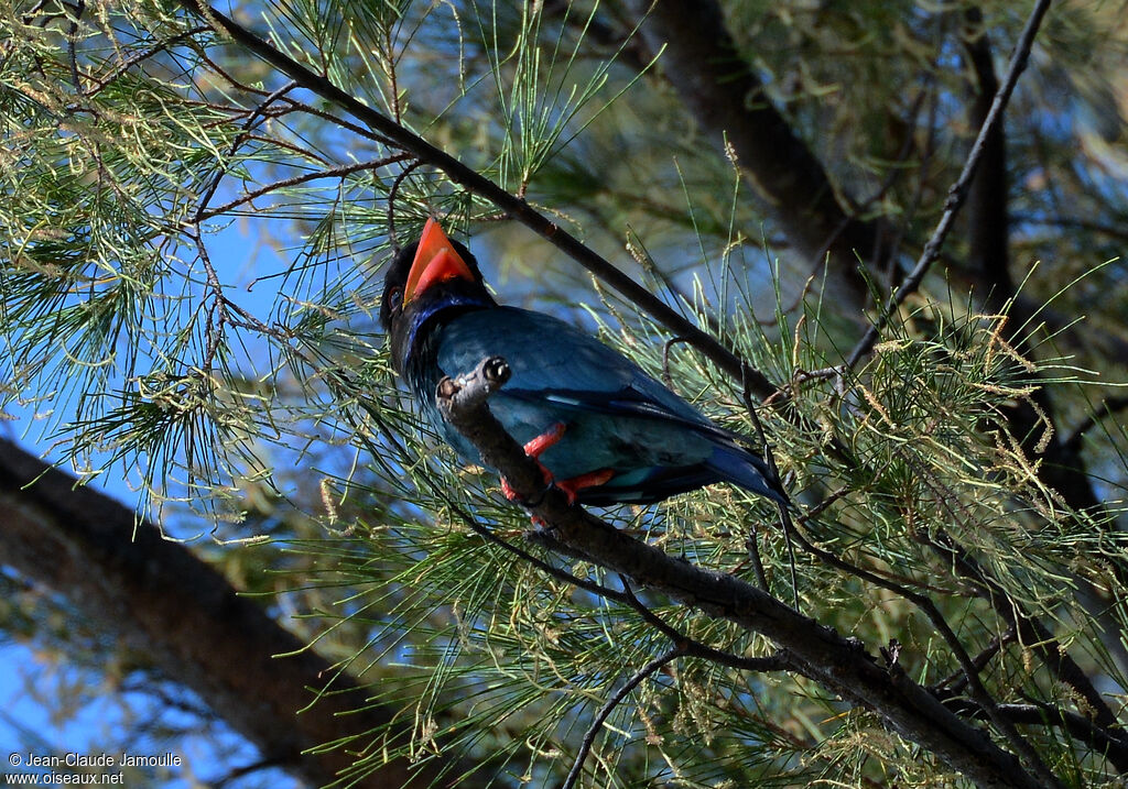 Oriental Dollarbird, song