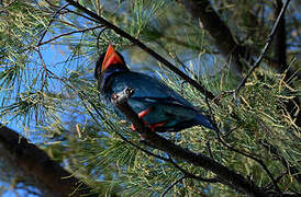 Oriental Dollarbird