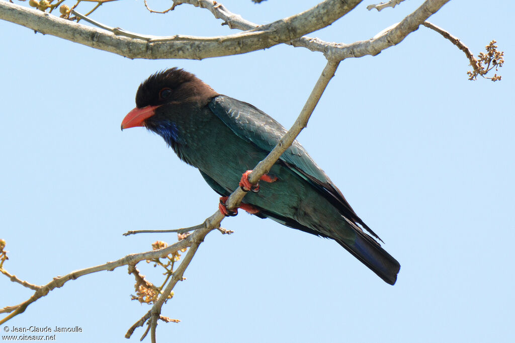 Oriental Dollarbirdadult, identification