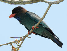 Oriental Dollarbird